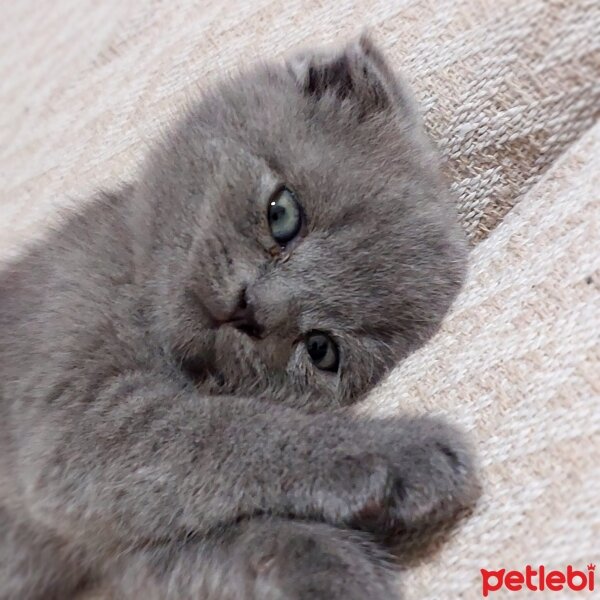 British Shorthair, Kedi  Bahar fotoğrafı