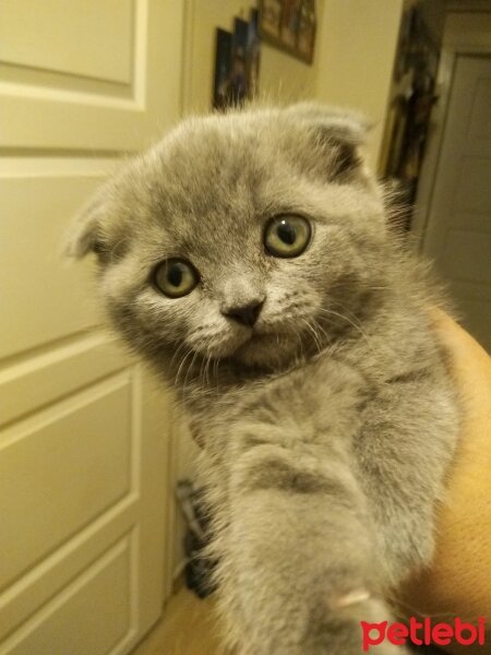 British Shorthair, Kedi  Bahar fotoğrafı