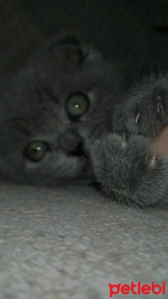 British Shorthair, Kedi  Bahar fotoğrafı