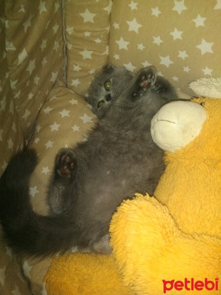 British Shorthair, Kedi  Bahar fotoğrafı