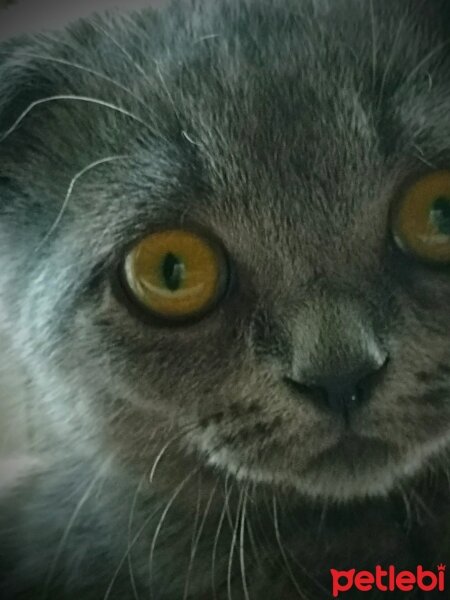 British Shorthair, Kedi  Bahar fotoğrafı