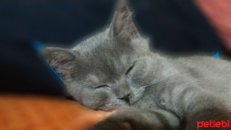 British Shorthair, Kedi  Müde fotoğrafı