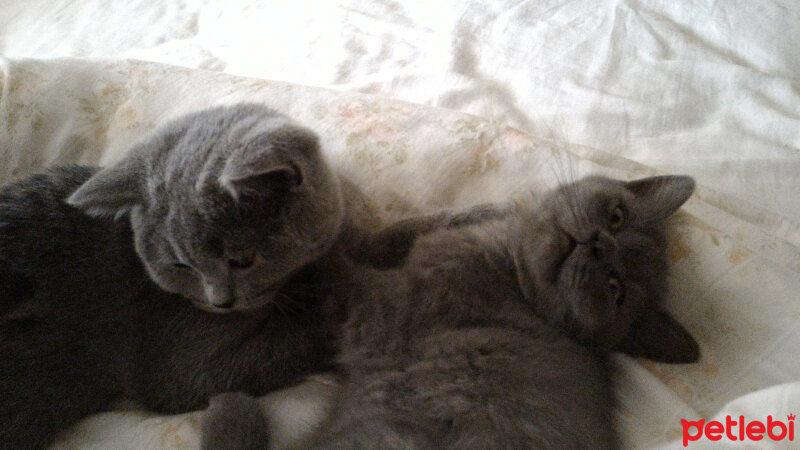 British Shorthair, Kedi  Müde fotoğrafı