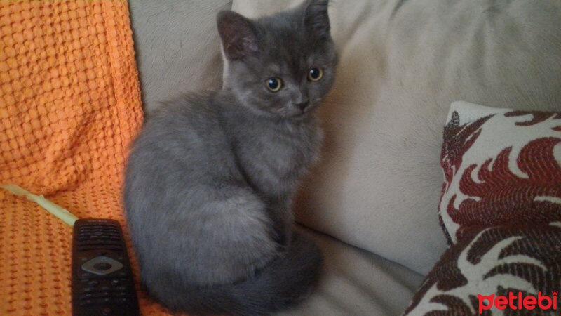 British Shorthair, Kedi  Müde fotoğrafı