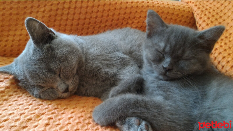 British Shorthair, Kedi  Müde fotoğrafı