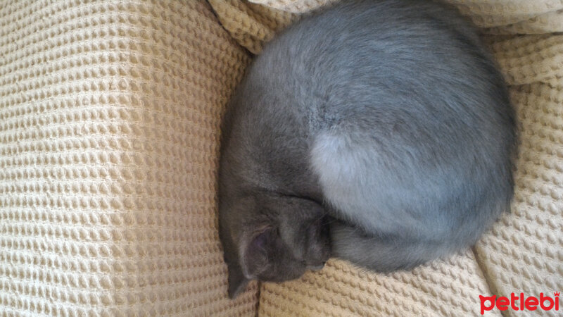 British Shorthair, Kedi  Müde fotoğrafı