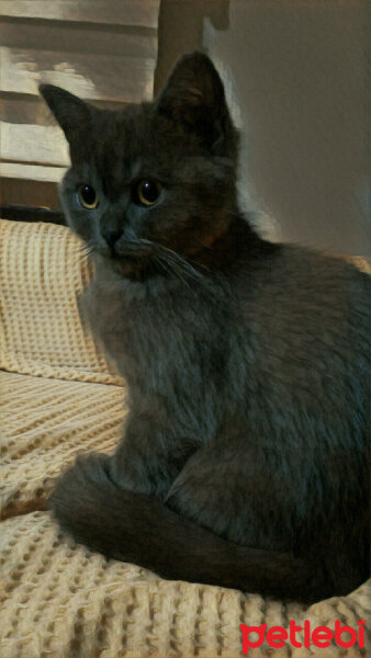 British Shorthair, Kedi  Müde fotoğrafı