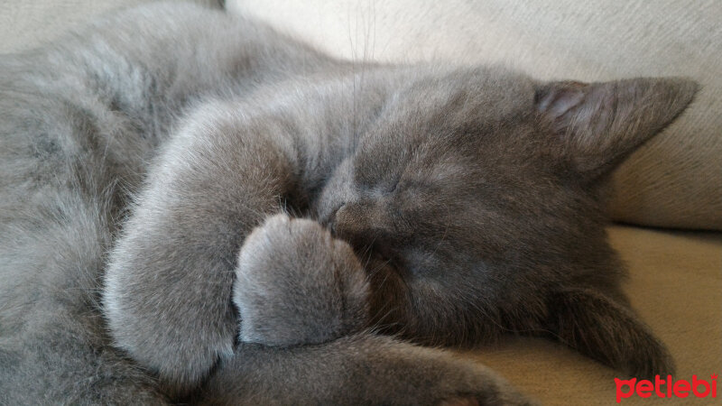 British Shorthair, Kedi  Müde fotoğrafı