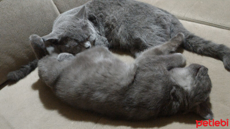 British Shorthair, Kedi  Müde fotoğrafı