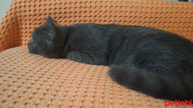 British Shorthair, Kedi  Müde fotoğrafı