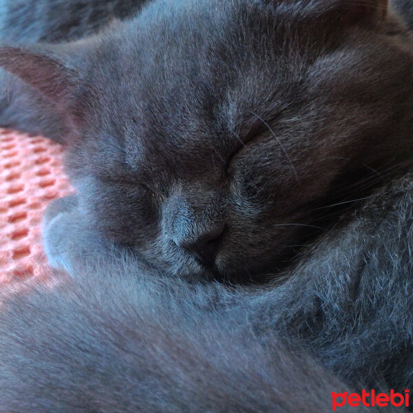 British Shorthair, Kedi  Müde fotoğrafı