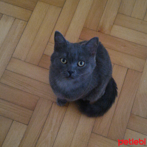 British Shorthair, Kedi  Müde fotoğrafı