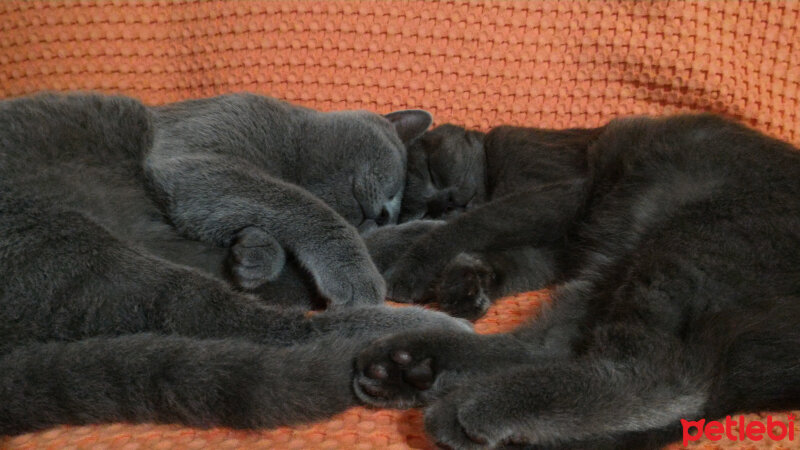 British Shorthair, Kedi  Müde fotoğrafı