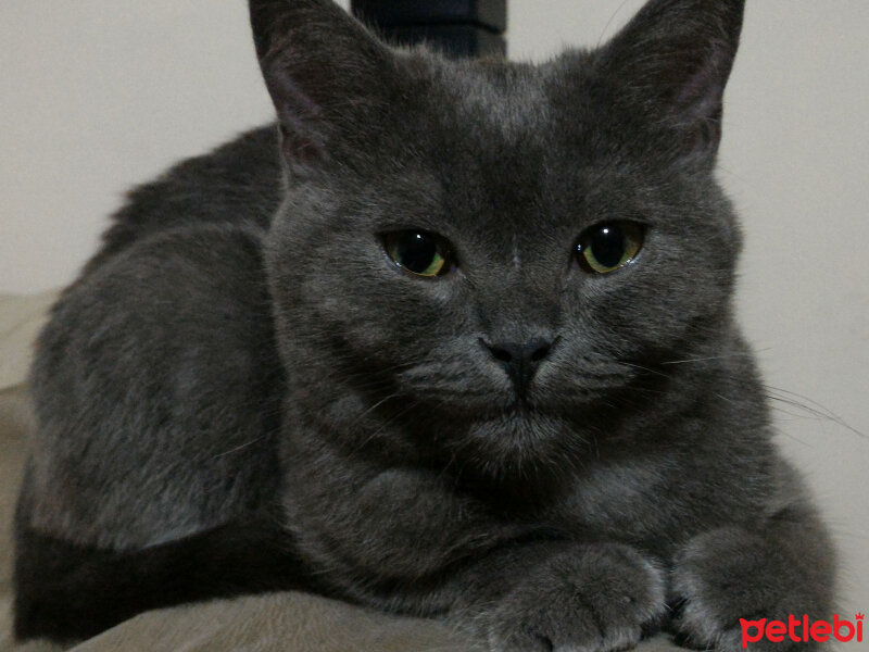 British Shorthair, Kedi  Müde fotoğrafı