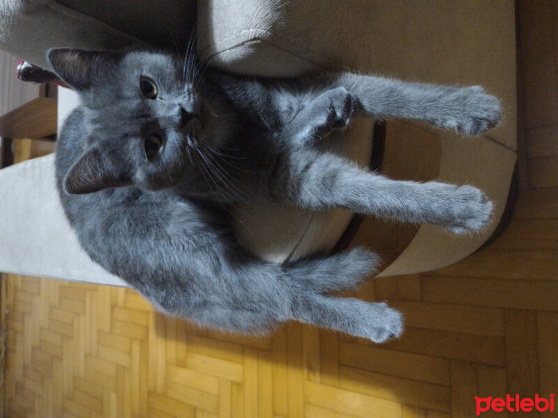 British Shorthair, Kedi  Müde fotoğrafı