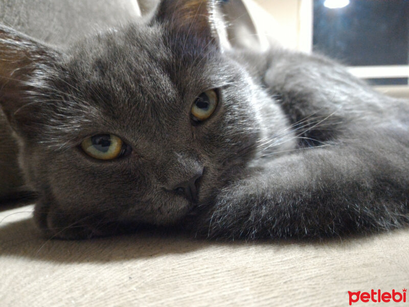 British Shorthair, Kedi  Müde fotoğrafı