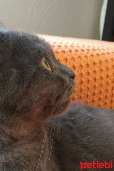 British Shorthair, Kedi  Müde fotoğrafı