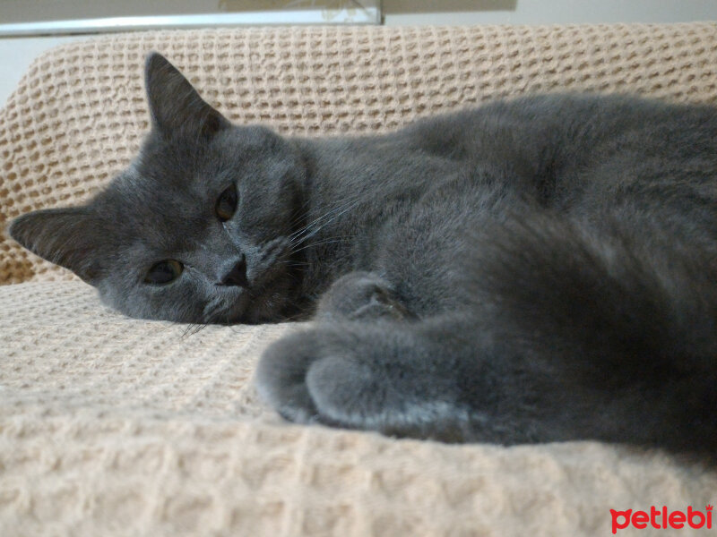 British Shorthair, Kedi  Müde fotoğrafı