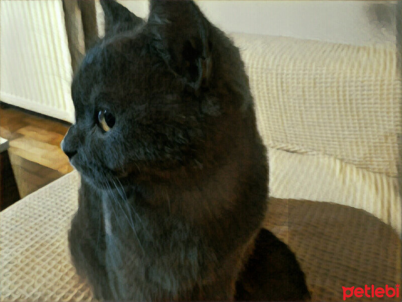 British Shorthair, Kedi  Müde fotoğrafı