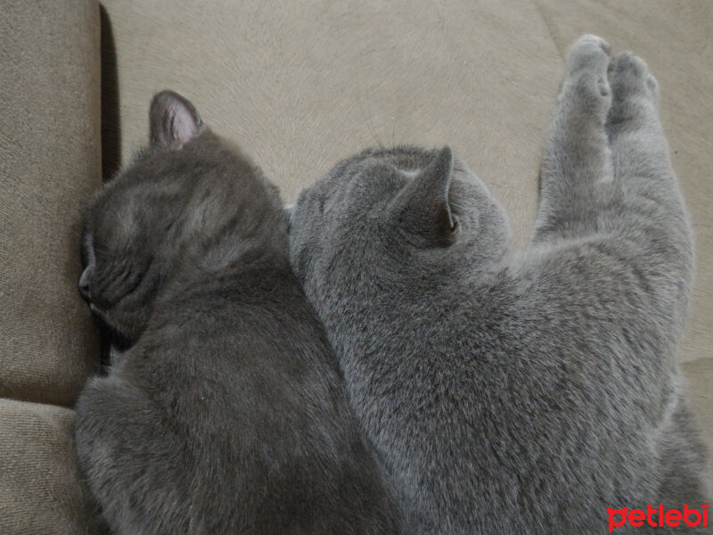 British Shorthair, Kedi  Müde fotoğrafı