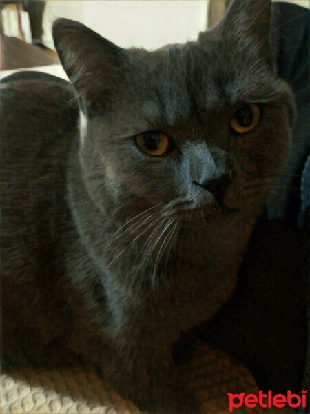 British Shorthair, Kedi  Müde fotoğrafı