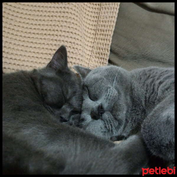 British Shorthair, Kedi  Müde fotoğrafı