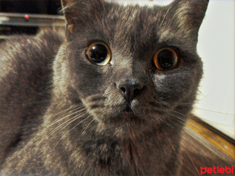 British Shorthair, Kedi  Müde fotoğrafı