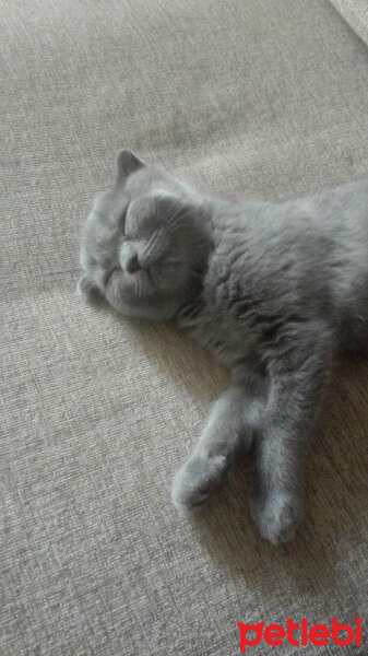 Scottish Fold, Kedi  Köpük fotoğrafı