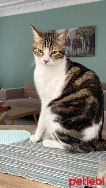 Tekir Kedi, Kedi  Çiko fotoğrafı