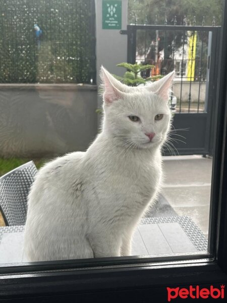 Ankara Kedisi, Kedi  pamuk fotoğrafı