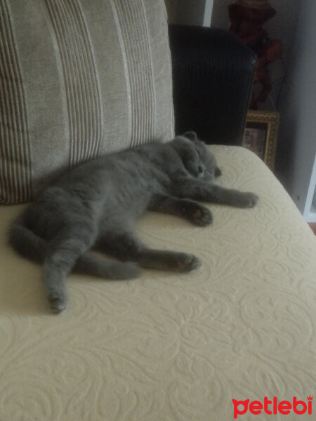 Scottish Fold, Kedi  Köpük fotoğrafı