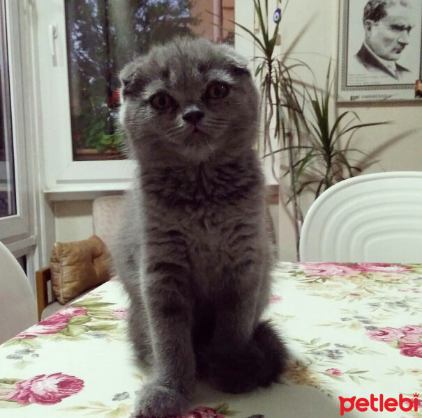 Scottish Fold, Kedi  Köpük fotoğrafı