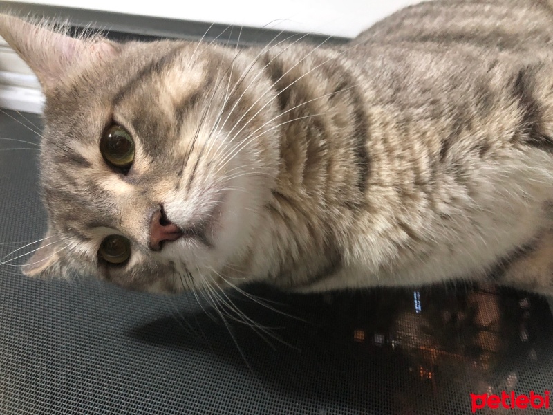 Tekir Kedi, Kedi  Rüstem fotoğrafı