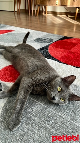 Mavi Rus, Kedi  Uzay fotoğrafı