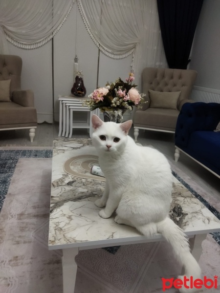 British Shorthair, Kedi  Pamuk fotoğrafı