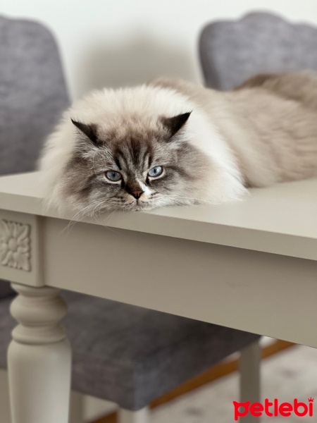 British Longhair, Kedi  Simba fotoğrafı