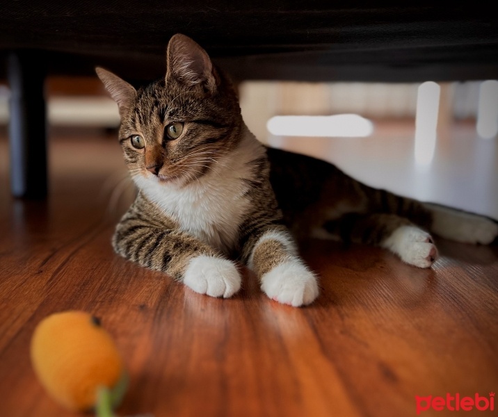 Tekir Kedi, Kedi  Sade fotoğrafı