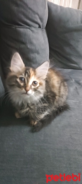 Tekir Kedi, Kedi  Karemel fotoğrafı