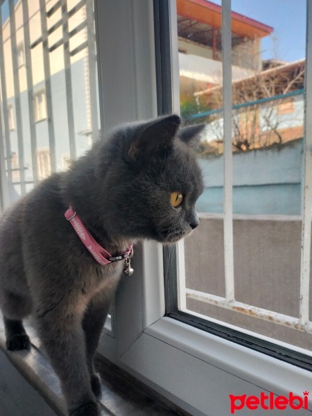 British Shorthair, Kedi  Luna fotoğrafı