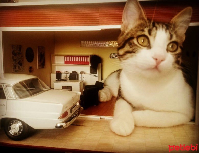 Tekir Kedi, Kedi  Minnak fotoğrafı