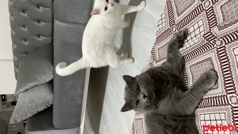 Brazilian Shorthair, Kedi  Lucy fotoğrafı