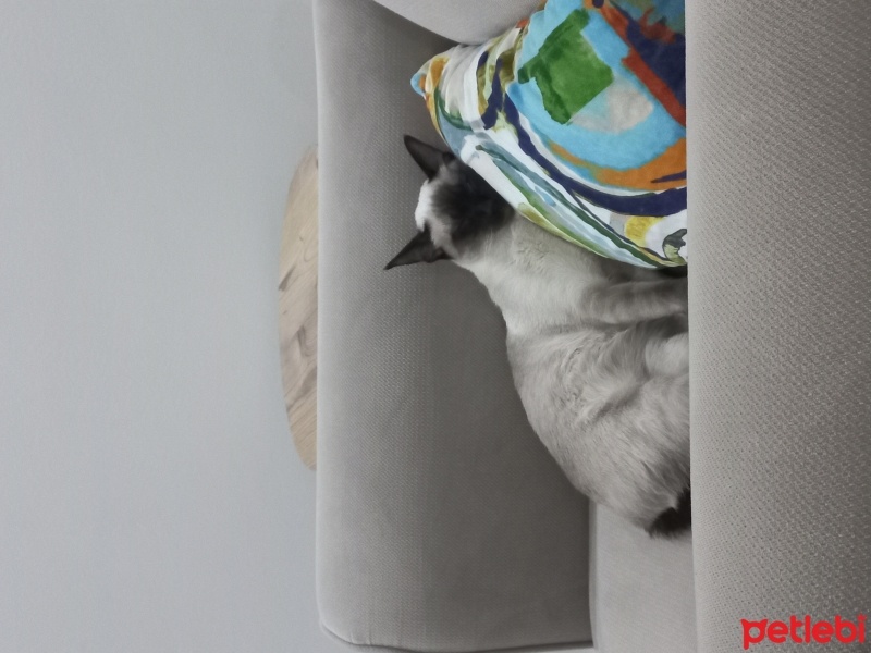 Siyam Kedisi, Kedi  İrmik fotoğrafı