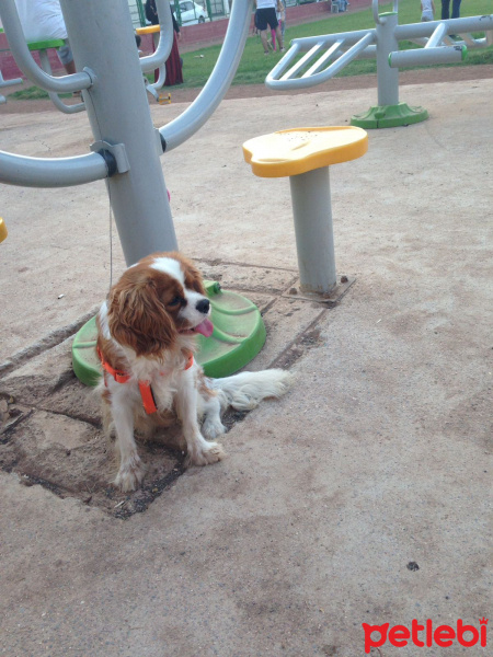 King Charles Spaniel, Köpek  Arçi fotoğrafı