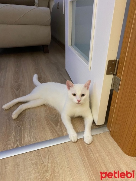 Scottish Fold, Kedi  BULUT fotoğrafı
