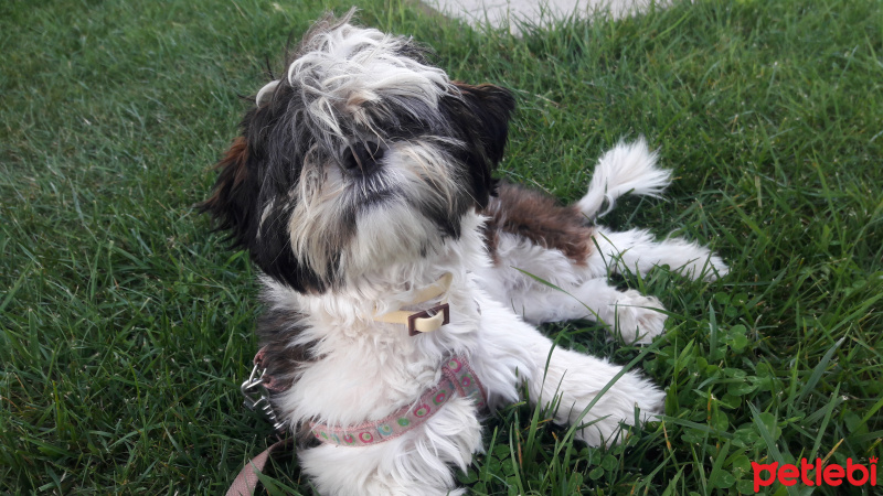 Shih Tzu, Köpek  Maya fotoğrafı