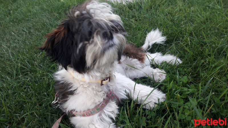 Shih Tzu, Köpek  Maya fotoğrafı