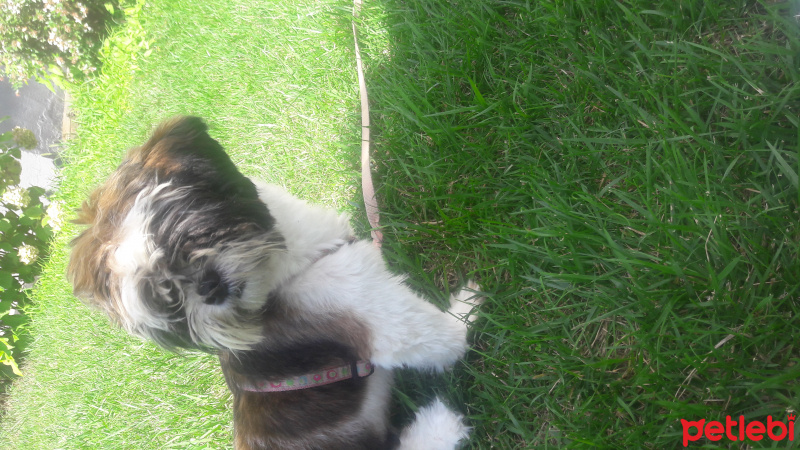 Shih Tzu, Köpek  Maya fotoğrafı