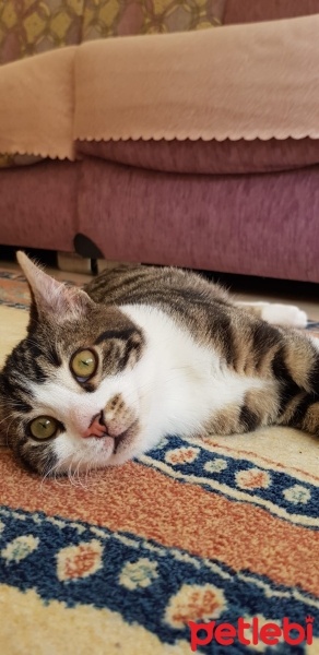 Tekir Kedi, Kedi  BAL fotoğrafı