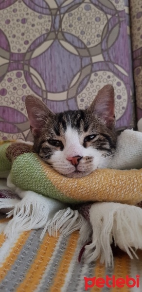 Tekir Kedi, Kedi  BAL fotoğrafı
