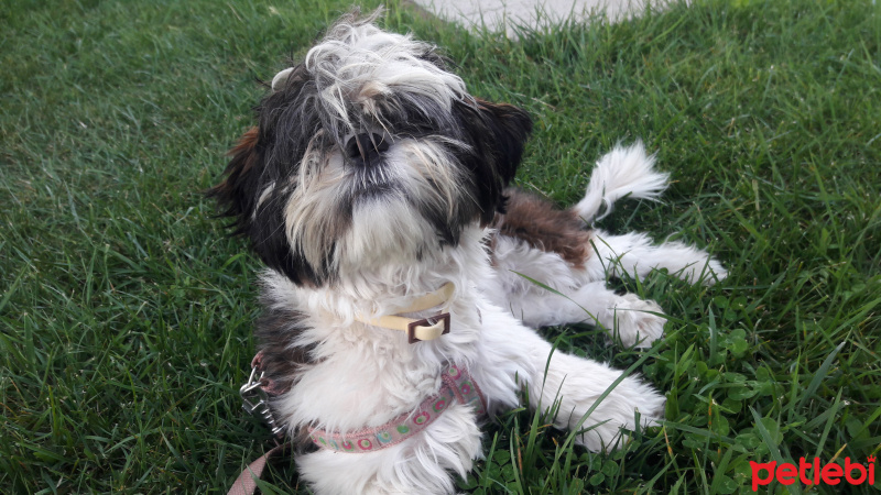 Shih Tzu, Köpek  Maya fotoğrafı